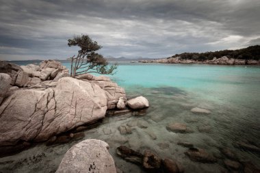 Capriccioli beach adlı İtalyan Adası Sardunya Costa Smeralda kayaların üzerinde tek bir ağaç