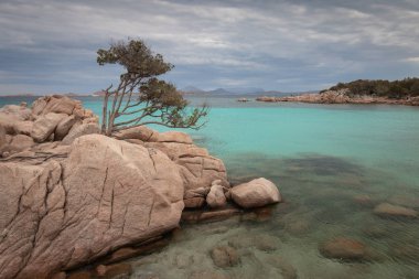 Capriccioli beach adlı İtalyan Adası Sardunya Costa Smeralda kayaların üzerinde tek bir ağaç