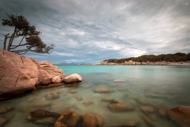 Capriccioli beach adlı İtalyan Adası Sardunya Costa Smeralda kayaların üzerinde tek bir ağaç