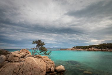 Capriccioli beach adlı İtalyan Adası Sardunya Costa Smeralda kayaların üzerinde tek bir ağaç