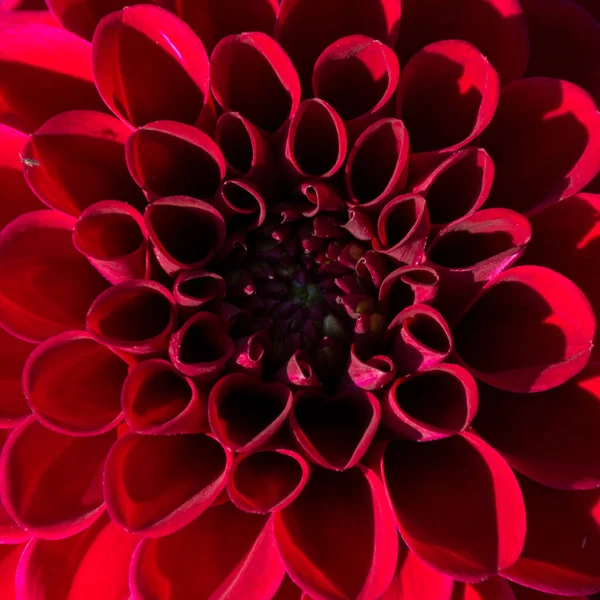 Bir güzel tek kırmızı yıldız çiçeği çiçek Close-up