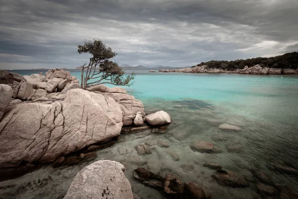 Capriccioli beach adlı İtalyan Adası Sardunya Costa Smeralda kayaların üzerinde tek bir ağaç