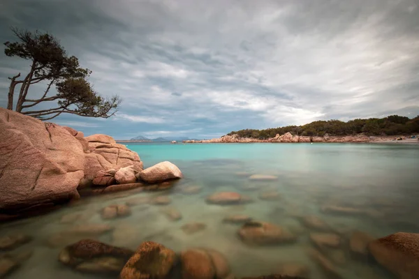 Capriccioli beach adlı İtalyan Adası Sardunya Costa Smeralda kayaların üzerinde tek bir ağaç