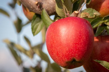 Bir elma bahçesi hasat edilebilir hazır ağaç dalında asılı lezzetli olgun kırmızı elma