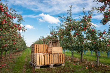 Crates in orchard full of apple trees with ripe apples ready for harvest clipart