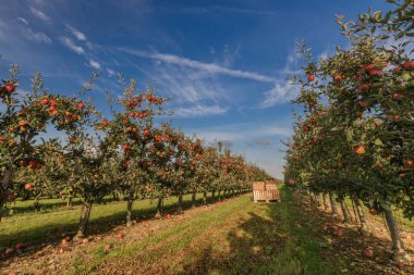 Elma ağaçları ile olgun elma hasat için hazır ve bir meyve bahçesi