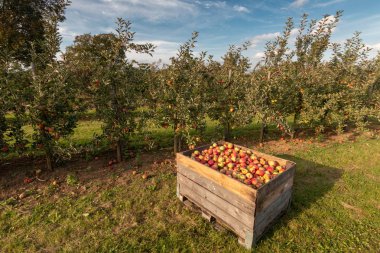 Elma ağaçları ile olgun elma hasat için hazır ve bir meyve bahçesi