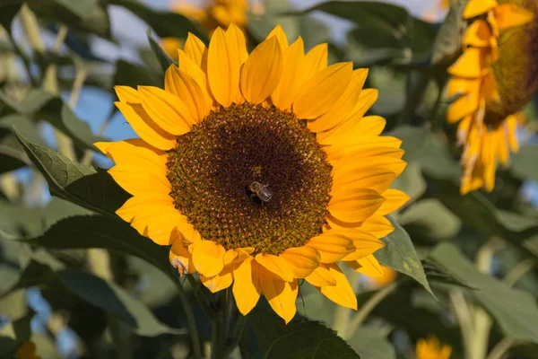 Beautiful Sunflower Field Bee — Stock Photo, Image