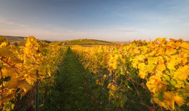 Sarı ve altın değişen bağ satır aşağı seyir sonbahar, geleneksel kırsal ve manzara güzel Rheinhessen, Almanya'nın bırakır