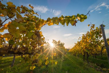 Sonbahar, geleneksel kırsal ve manzara güzel Rheinhessen, Almanya'nın sarı ve altın yaprak değişen günbatımı bağ satır bakıyor