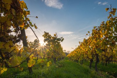 Sonbahar, geleneksel kırsal ve manzara güzel Rheinhessen, Almanya'nın sarı ve altın yaprak değişen günbatımı bağ satır bakıyor