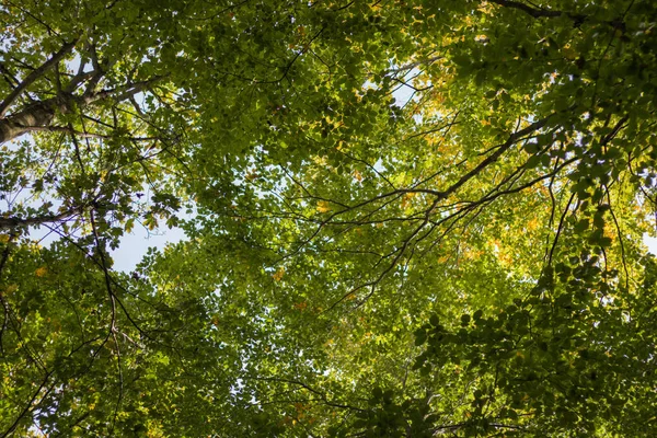 Низкий Угол Поворота Листьев Осенью — стоковое фото