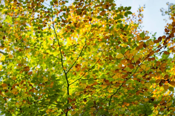 Низкий Угол Обзора Размытых Листьев Лесу Осенью — стоковое фото