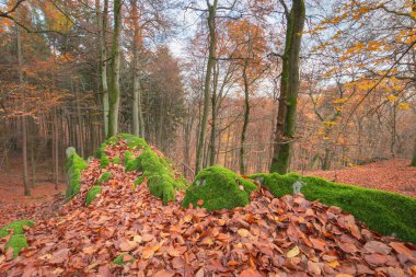 Yapraklar sonbaharda yaprak döken orman ve yosun kaplı taş boyama