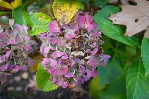 Hortênsia Murcha Jardim Outono — Fotografia de Stock