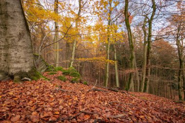 Yapraklar sonbaharda yaprak döken orman ve yosun kaplı taş boyama