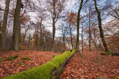 Yaprak döken orman ve yosun kaplı gövde sonbahar boyama yaprakları