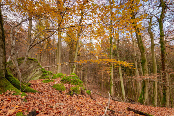 Foliage coloring in deciduous forest and moss covered rocks in autumn