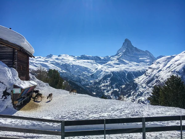 Blick Auf Das Majestätische Matterhorn Einem Sonnigen Nachmittag Mit Hirschen — Stockfoto