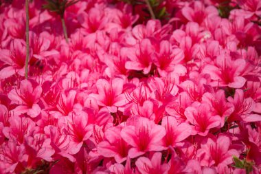 Pembe ormangülü indicum (açelya) çiçekler tam Bloom bir halı Close-Up