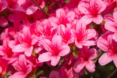 Pembe ormangülü indicum (açelya) çiçekler tam Bloom bir halı Close-Up