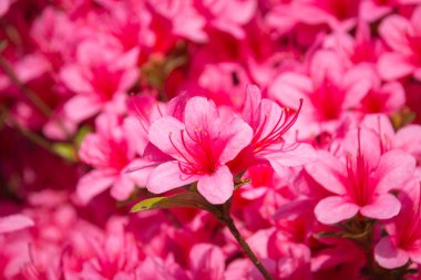 Pembe ormangülü indicum (açelya) çiçekler tam Bloom bir halı Close-Up