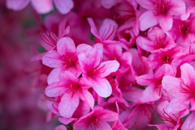 Pembe ormangülü indicum (açelya) çiçekler tam Bloom bir halı Close-Up