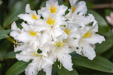 Beyaz ormangülü Çiçek Bahçe tam Bloom Close-Up