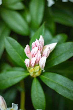 Bir bahçede çiçeklenmeye başlayan bir beyaz ormangülü çiçek gül renkli bud