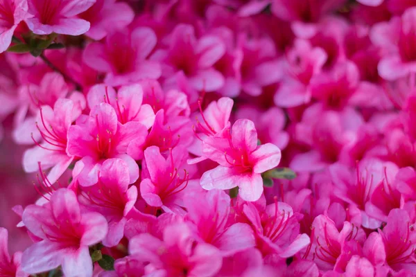 Close Carpet Pink Rhododendron Indicum Azalea Flowers Full Bloom — Stock Photo, Image