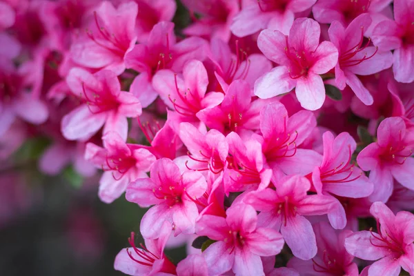 Gros Plan Sur Les Fleurs Roses Rhododendron Indicum Azalée Pleine — Photo