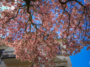 Magnolia ağacı çiçek açmış.