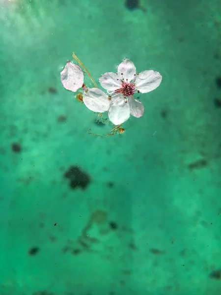 Boom bloeit op het wateroppervlak een vies zwembad — Stockfoto