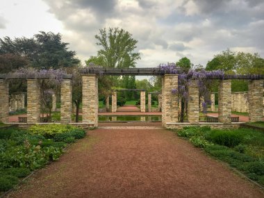 Seerosengarten, Nordpark, Çince wisteria ile Düsseldorf