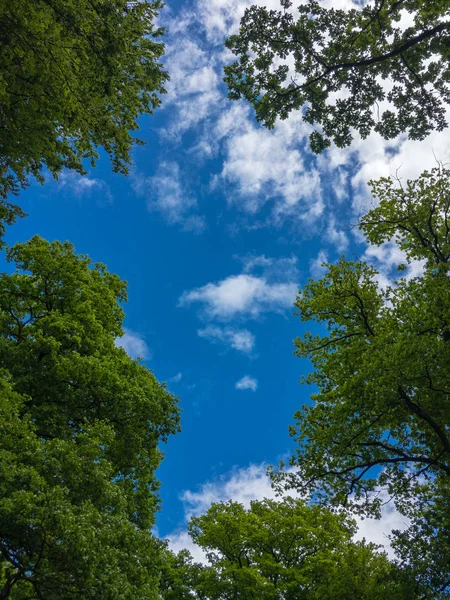 Голубое небо сквозь буки — стоковое фото