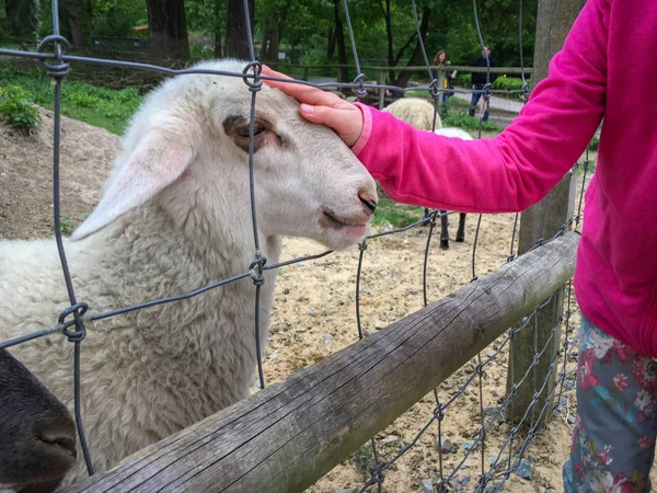 羊的蜂鸣声抚摸着一个女孩的手 — 图库照片