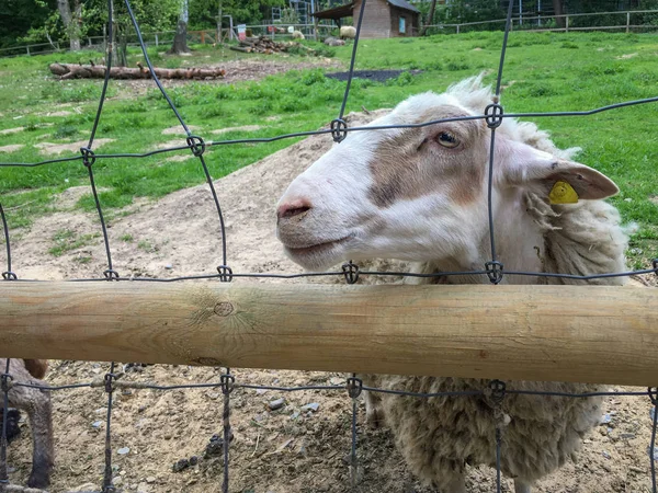 在动物园的篱笆后面养羊 — 图库照片