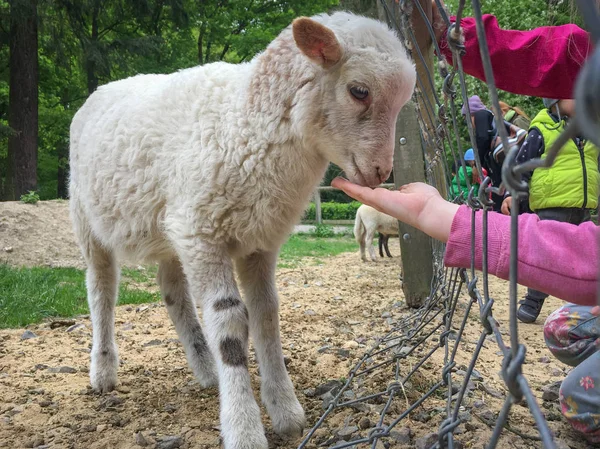 小羊被一个张开手的女孩喂着 — 图库照片