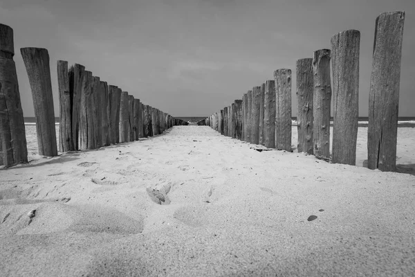 Poteaux de plage brise-ondes à Domburg, Pays-Bas en noir et — Photo
