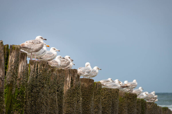 Seagulls sitting on wooden wavebreaker poles