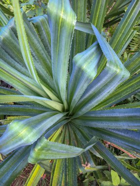 Yemyeşil tropikal bitki örtüsü