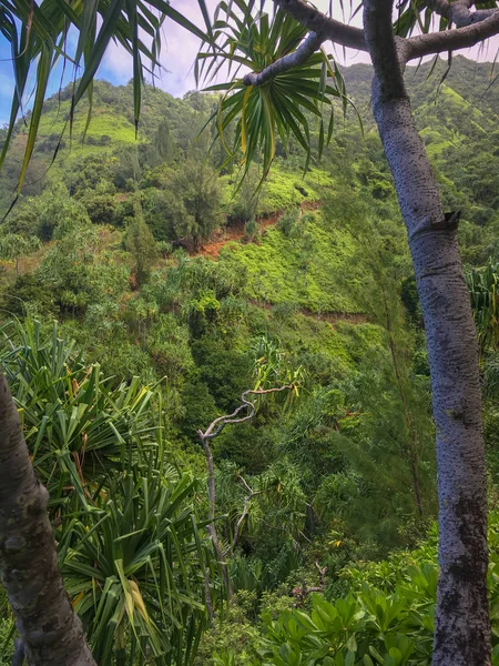 Lush green tropical vegetation — Stock Photo, Image