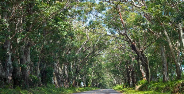 Tunnel of Trees, Kauai, Hawaii, USA — Stock Photo, Image