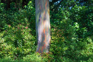 Karayol boyunca mil 7 gökkuşağı ağaçları, Maui, Hawaii, Abd