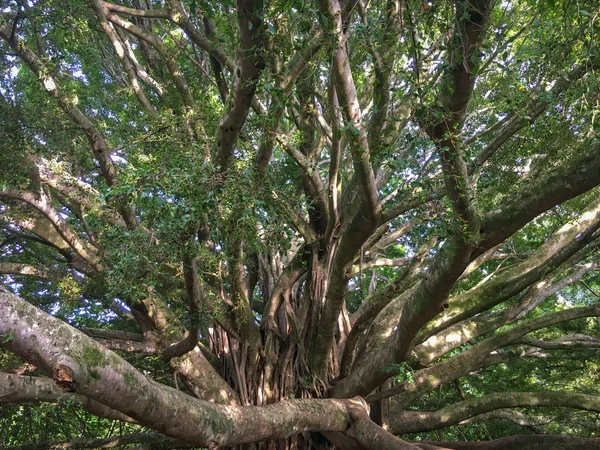 Дерево Баньян в Национальном парке Халеакала, Мауи, Гавайи, США — стоковое фото