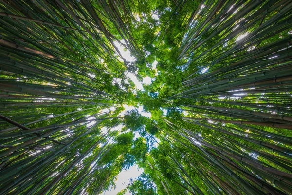 Бамбуковый лес вдоль тропы Пипивай, Мауи, Гавайи, США — стоковое фото