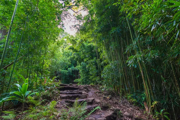 Pipiwai Trail boyunca Bambu Ormanı, Maui, Hawaii, Amerika Birleşik Devletleri