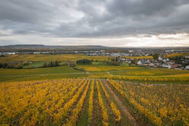 Rengarenk üzüm bağlarının ortasındaki Ren Vadisi 'ne bak. 