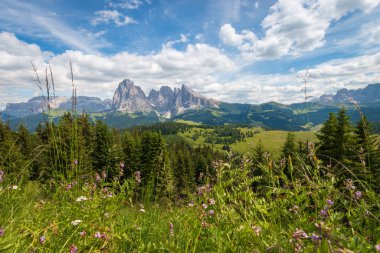 Alpe di Siusi - Seiser Alm ve Sassolungo - Langkofel dağ grubu mavi gökyüzünün önünde bulutlu. Yaz boyunca kayak merkezinde çiçekler ve yeşil çimen tepeleri, Dolomitler, Trentino Alto Adige, Güney Tyrol, İtalya