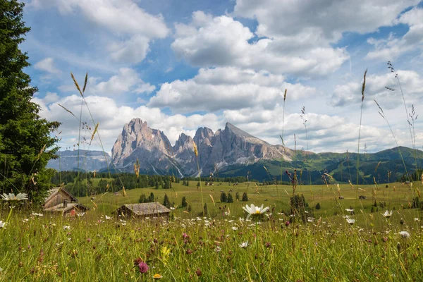 在蓝天的前面 是带着云彩的萨索隆戈 朗科费尔山群的小天狼星 意大利南蒂罗尔Trentino Alto Adige的Dolomites度假胜地夏季花卉和绿草丘陵 配有木制小屋 — 图库照片